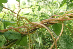Cuscuta lupuliformis