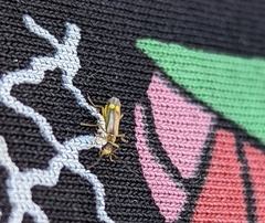 Malthinus seriepunctatus