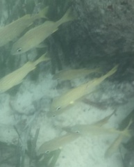 Haemulon flavolineatum