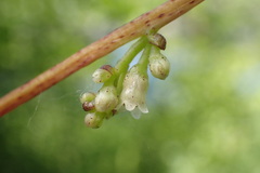 Cuscuta lupuliformis