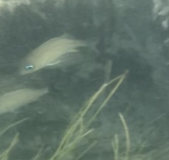 Haemulon flavolineatum