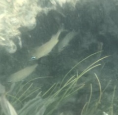 Haemulon flavolineatum