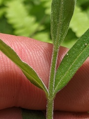 Epilobium strictum