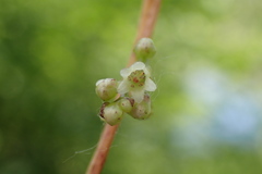 Cuscuta lupuliformis