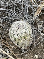 Echinomastus erectocentrus