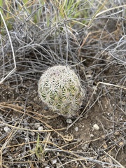 Echinomastus erectocentrus