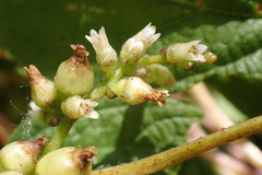 Cuscuta lupuliformis