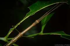 Candovia strumosa