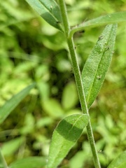 Epilobium strictum