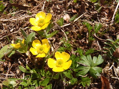 Ranunculus eschscholtzii