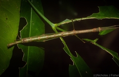 Candovia strumosa