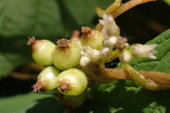 Cuscuta lupuliformis