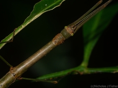 Candovia strumosa