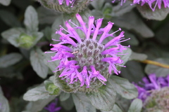 Monardella sinuata nigrescens