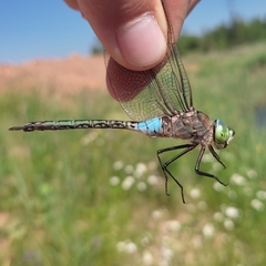 Anax parthenope