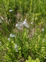 Trichophorum alpinum