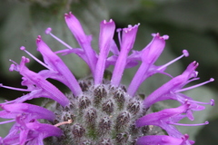 Monardella sinuata nigrescens