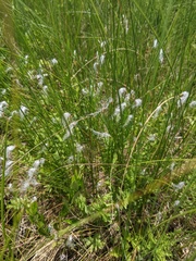 Trichophorum alpinum