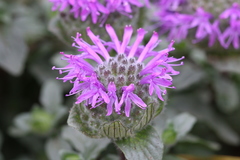 Monardella sinuata nigrescens