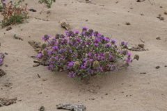 Monardella sinuata nigrescens