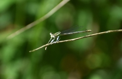 Platycnemis pennipes