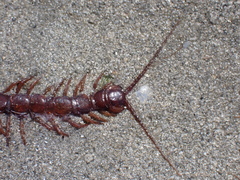 Lithobius pilicornis