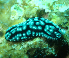 Phyllidiidae