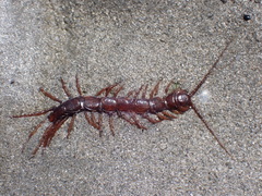 Lithobius pilicornis