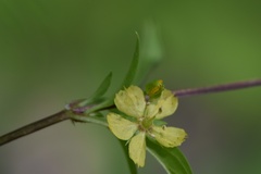 Lysimachia radicans