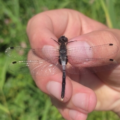 Leucorrhinia albifrons
