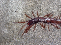 Lithobius pilicornis
