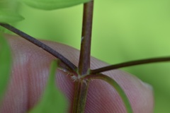 Lysimachia radicans