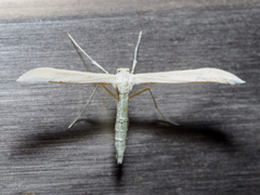 Hellinsia homodactylus