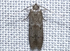 Blastobasis taurusella