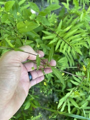 Lysimachia radicans