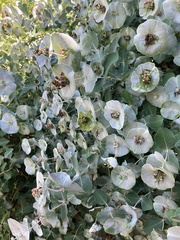 Lonicera caprifolium