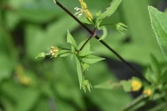 Lysimachia radicans