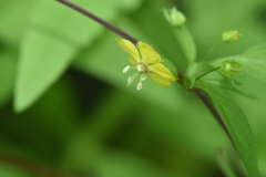 Lysimachia radicans
