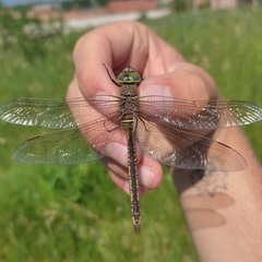 Anax parthenope