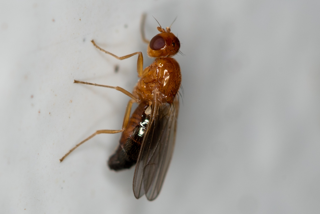 Chamaepsila nigrosetosa