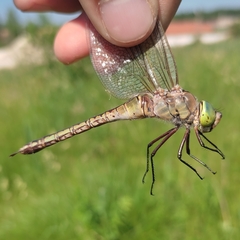 Anax parthenope