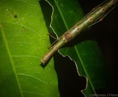 Candovia strumosa