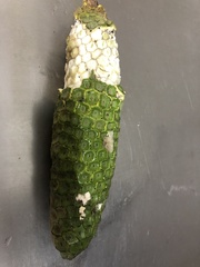 Monstera deliciosa