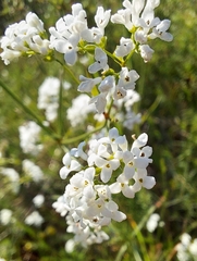 Asperula tinctoria
