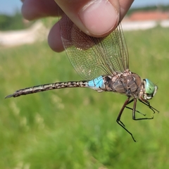 Anax parthenope