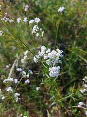 Asperula tinctoria