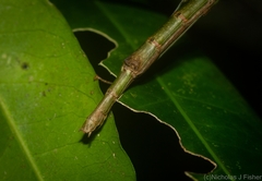 Candovia strumosa