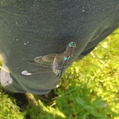 Anax parthenope