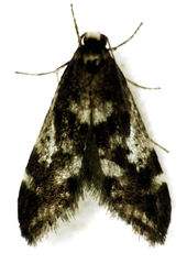 Lepidoscia lainodes