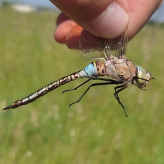 Anax parthenope
